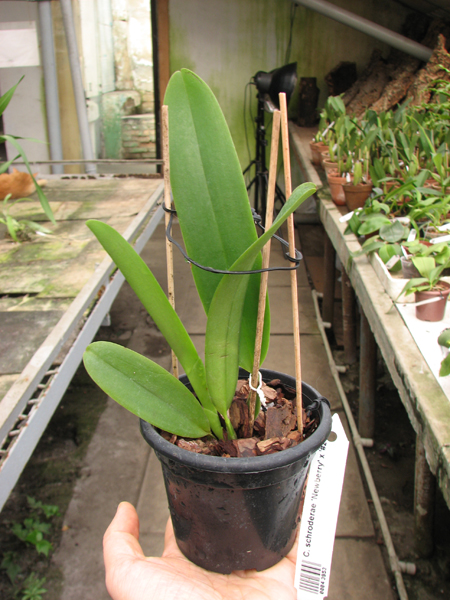 Cattleya schroderae 'Newberry' x '#2'.jpg