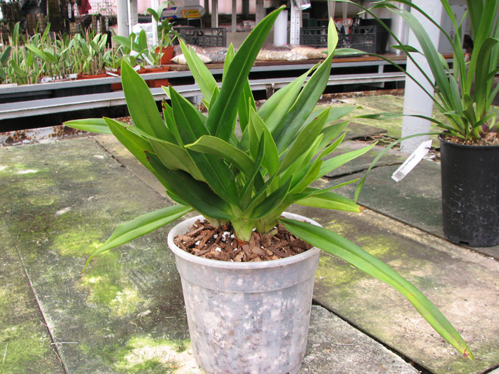 Phragmipedium Eumelia Arias (kovachii x schlimii).jpg
