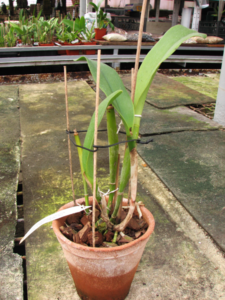 Brassolaeliocattleya Chan Hsiu Gold 'Fuji'.jpg