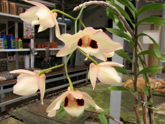 Dendrobium pulchellum.JPG