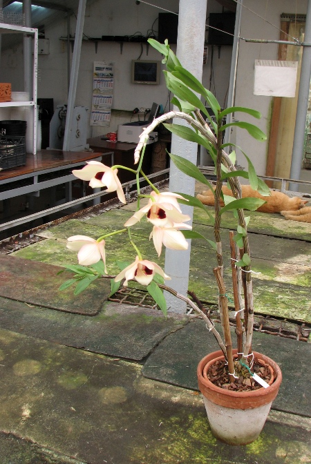 Dendrobium pulchellum.JPG