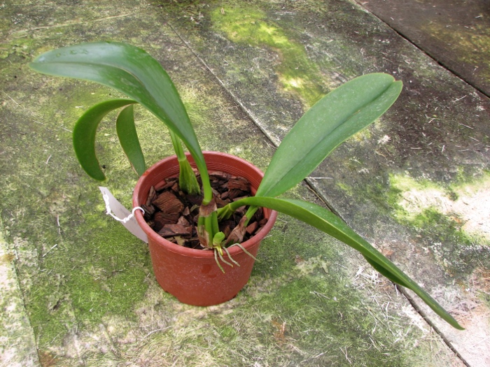 Bulbophyllum grandiflorum.JPG
