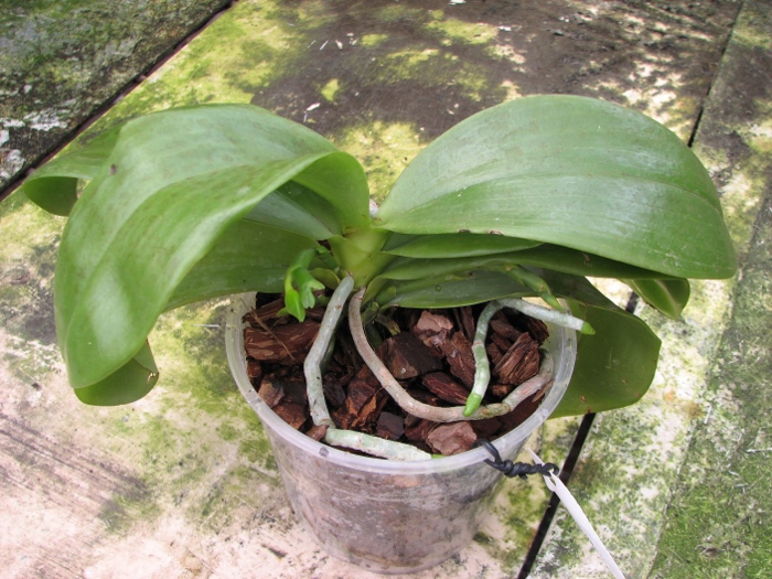 Phalaenopsis Tsay's Evergreen.JPG