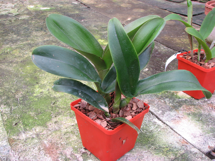 Brassolaeliocattleya Haadyai Delight 'Bangprom Gold' (Angkinantana x Destiny).jpg