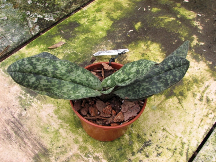 Paphiopedilum delenatii 'In-Charm' x Paphiopedilum vietnamense 'In-Charm'.JPG