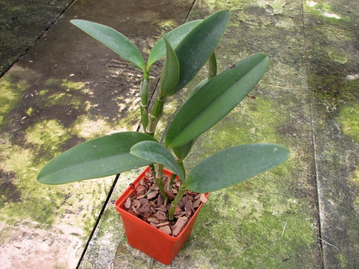 Cattleya Green Emerald 'Orchid Queen' (Cattleya Elizabeth Mahon x Cattleya Thospol Spot).JPG