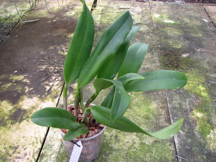 Sophrolaeliocattleya Tutankamen 'Pop' (C. Chocolate Drop x Slc. Mae Hawkins).JPG