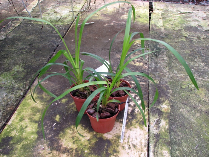 Cymbidium erythrostylum.JPG