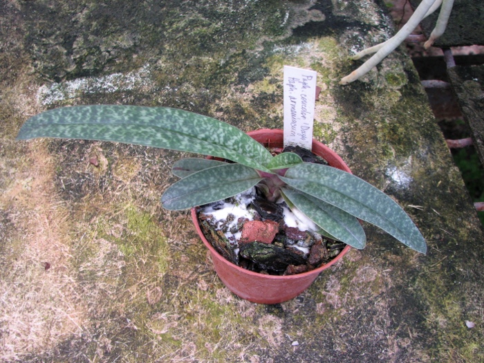 Paphiopedilum concolor 'Daya' x Paphiopedilum armeniacum 'Daya A'.JPG