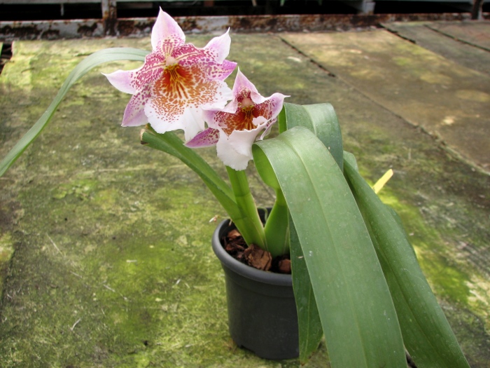 Odontonia Papageno 'Lavender Lady'.JPG