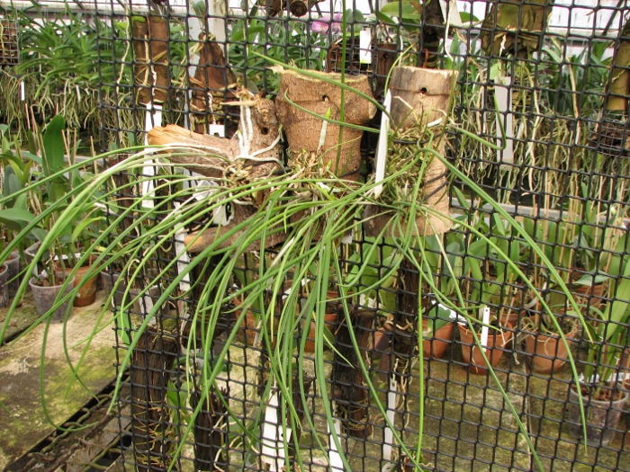 Brassavola cucullata.JPG