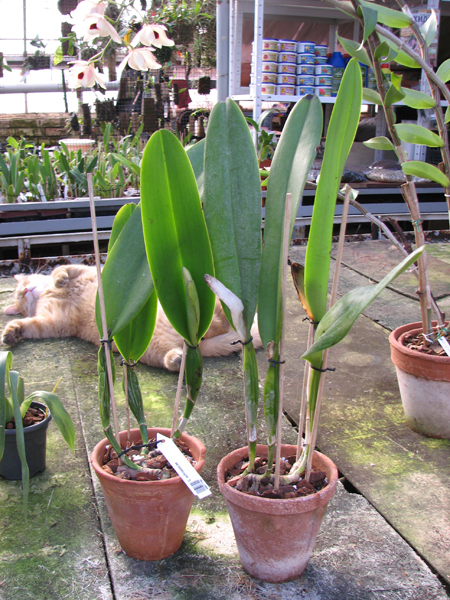 Cattleya schroederae.jpg