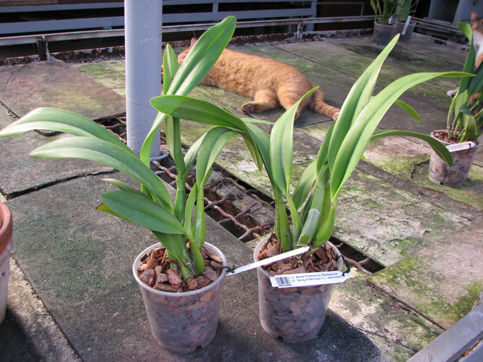 Laeliocattleya Ballet Folklorico 'Eloquence' (Cattleya Song of Norway x Laelia speciosa).jpg