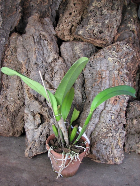Brassolaeliocattleya Chinese Beauty 'Fire Phoenix'.JPG