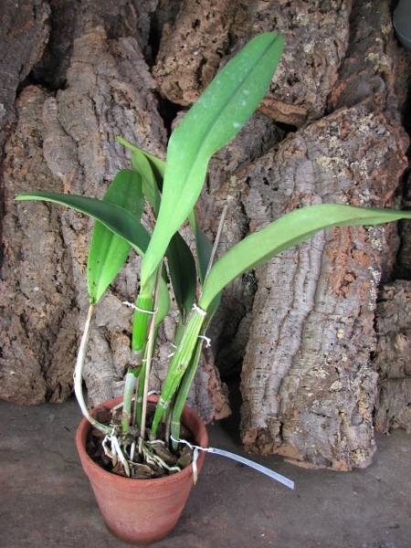 Brassolaeliocattleya Taiwan Queen 'Golden Monkey'.JPG