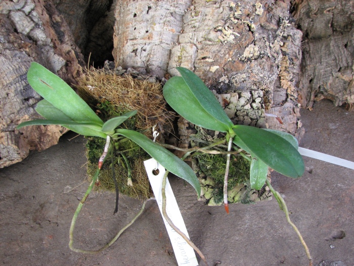 Aerangis articulata.JPG
