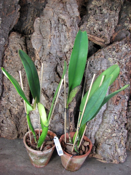 Cattleya mendelii.JPG