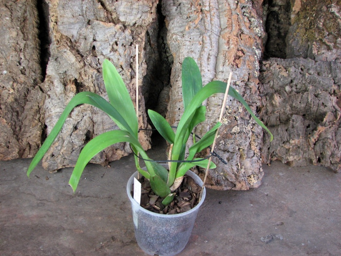 Vuylstekeara Yokara 'Perfection' x Oncidium leucochillum.JPG
