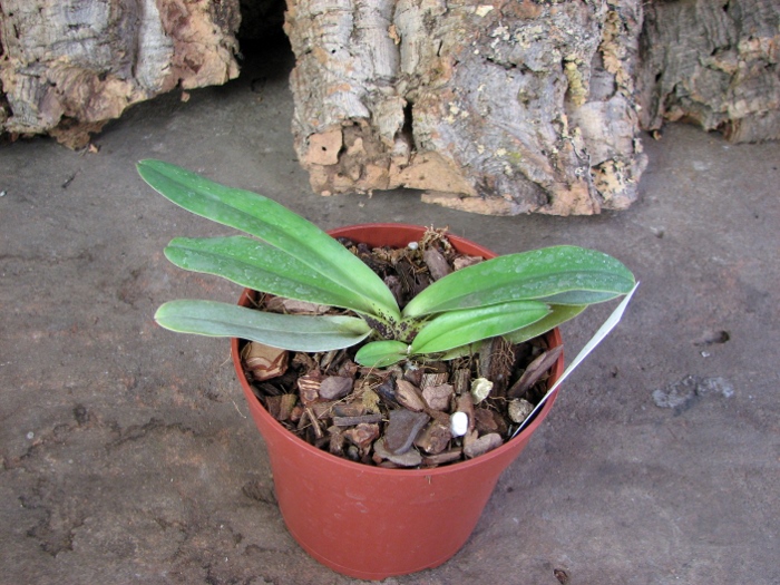 Paphiopedilum charlesworthii.JPG