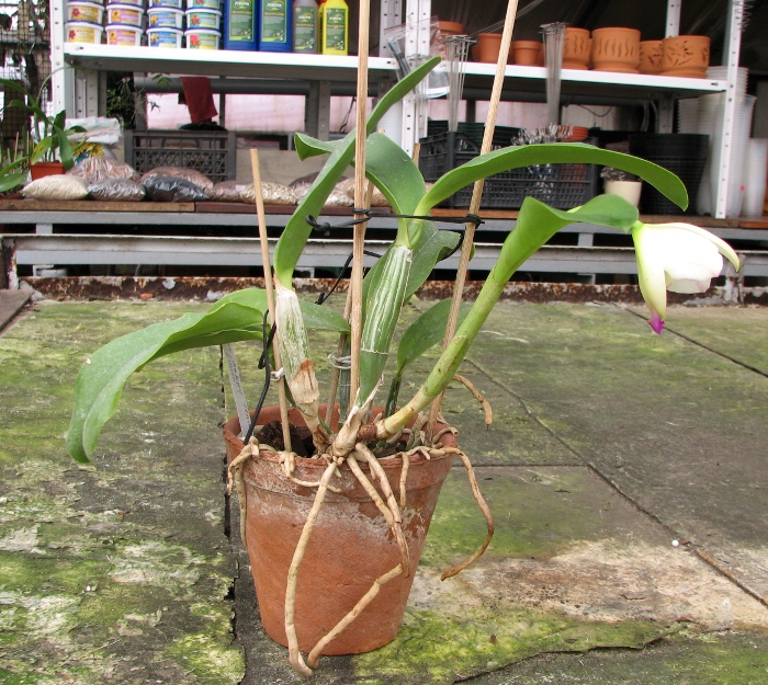 Laeliocattleya Dakao 'Flamea Enami' (Lc. Flirtatious Okami x C. walkeriana).JPG
