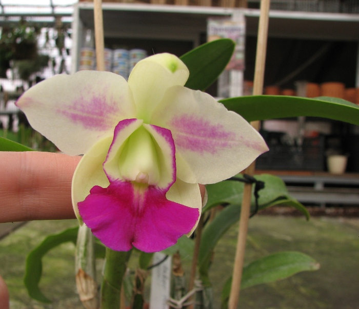 Laeliocattleya Dakao 'Flamea Enami' (Lc. Flirtatious Okami x C. walkeriana).JPG