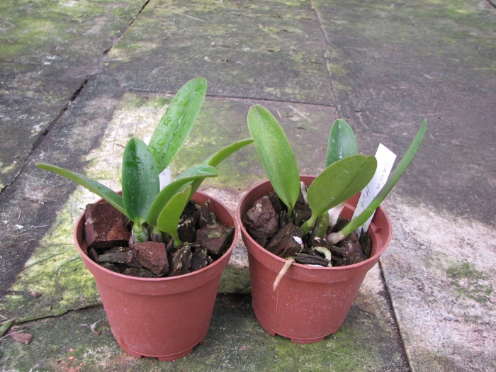 Laelia alaori x praestans.JPG
