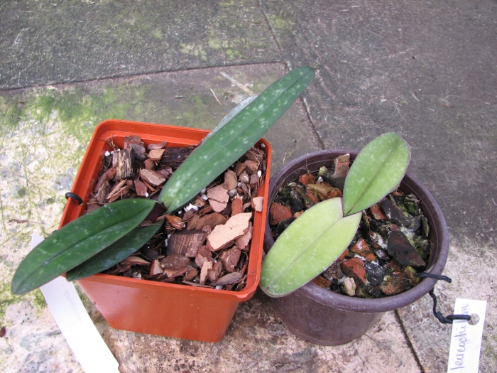 Paphiopedilum leucochilum.JPG