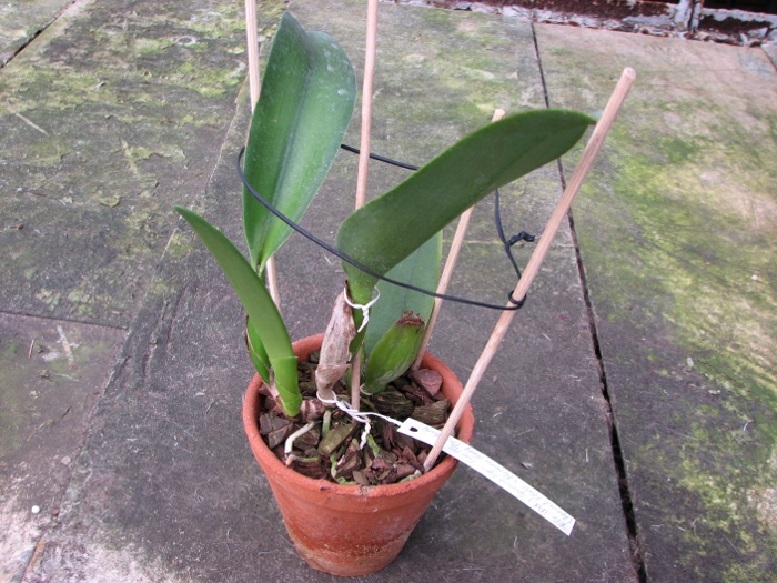 Potinara Spanish Eyes 'Tian Mu' (Apricot Flare x Memoria Wang Tzu-Chang).JPG