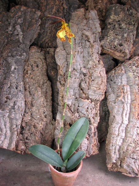 Psychopsis Kalihii 'Big'.JPG