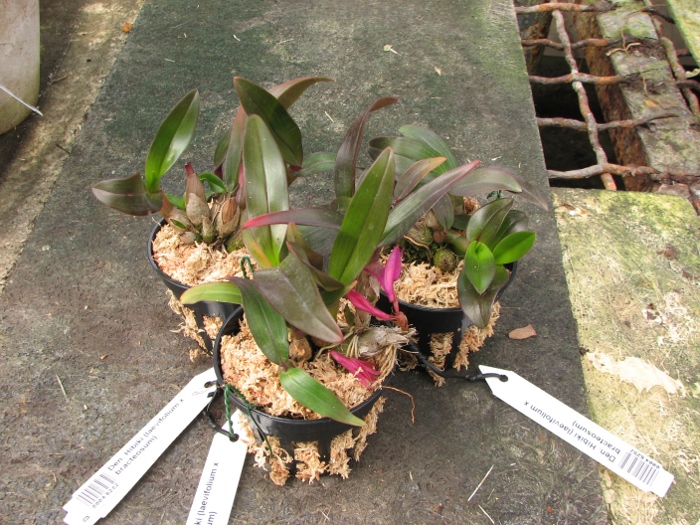 Dendrobium Hibiki (laevifolium x bracteosum).JPG