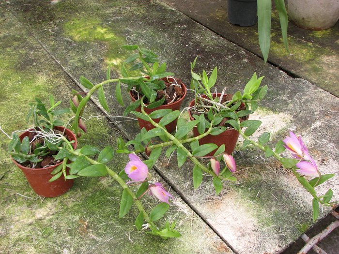 Dendrobium loddigesii.jpg