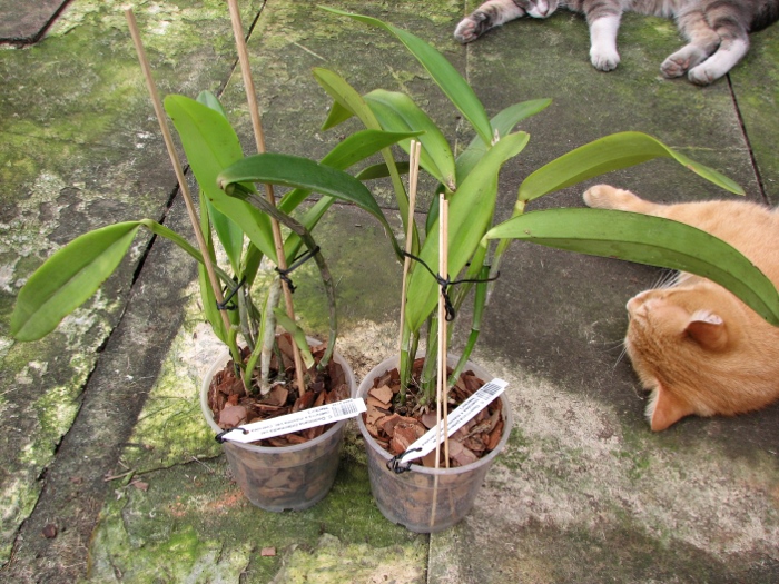Cattleya Dominiana.JPG