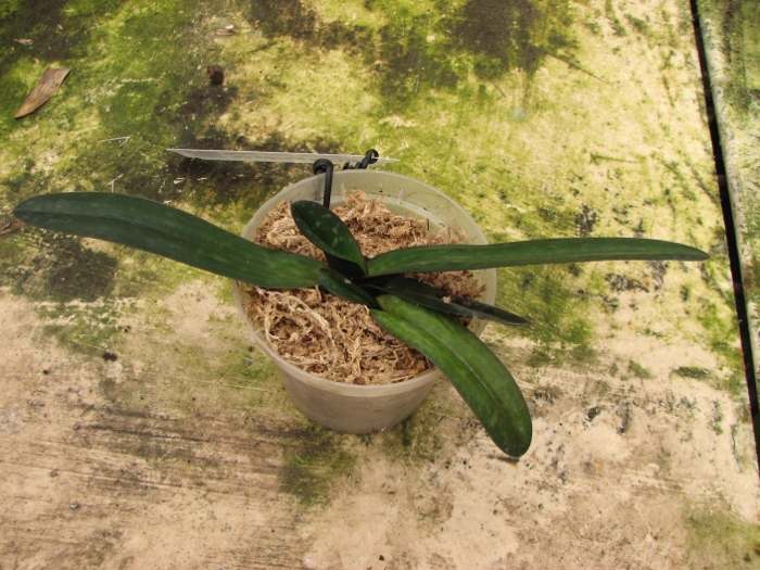 Paphiopedilum godefroyae 'Daya' x sib 'Darky'.JPG