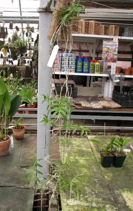 Dendrobium aphyllum.JPG
