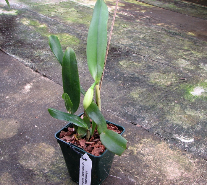 Laeliocattleya Imperial Charm 'Sato' (Pri Pri x Imperial Wings).JPG