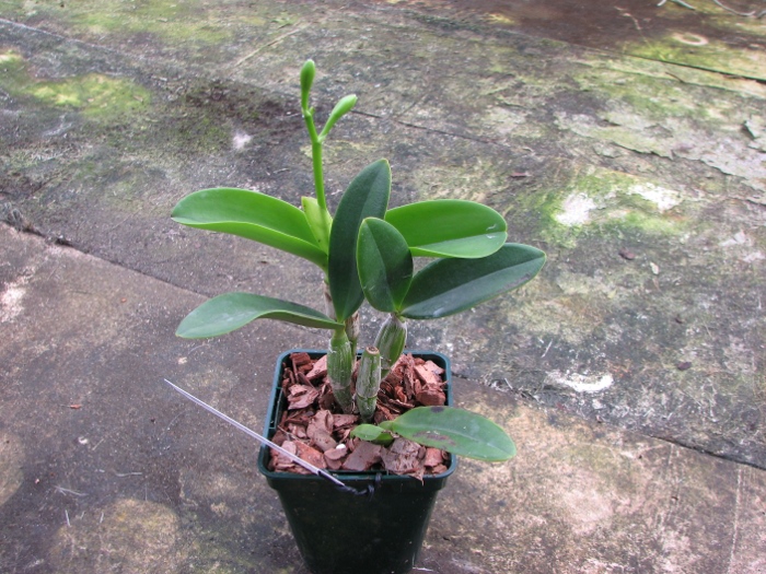 Cattlianthe White Bridal 'Yuki' (Cattleya Angelwalker x Cattlianthe Candy Tuft).JPG