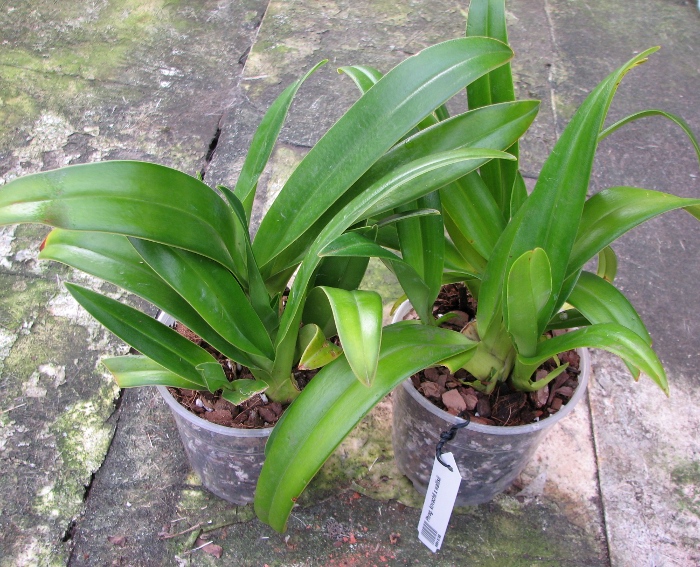 Phragmipedium kovachii x wallisii.JPG