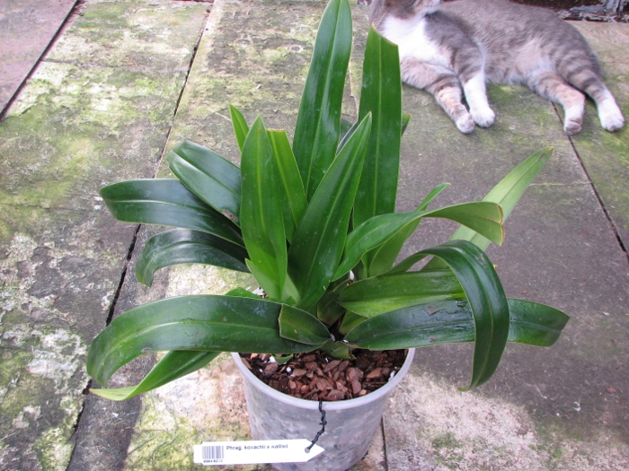 Phragmipedium kovachii x wallisii.JPG