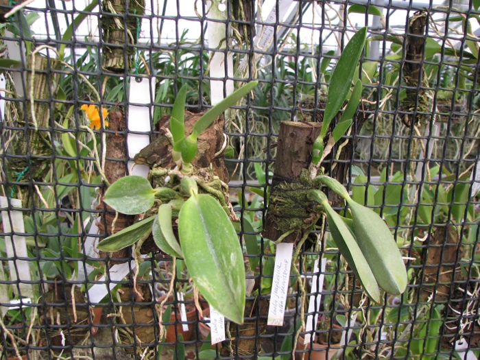 Laelia jongheana alba (Z-88) x Laelia jongheana suavissima.JPG