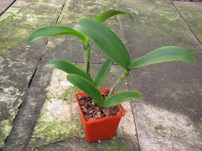 Cattlianthe Sagarik Wax 'Dark Africa' (Cattleya Summerland Girl x Cattlianthe Chocolate Drop).JPG