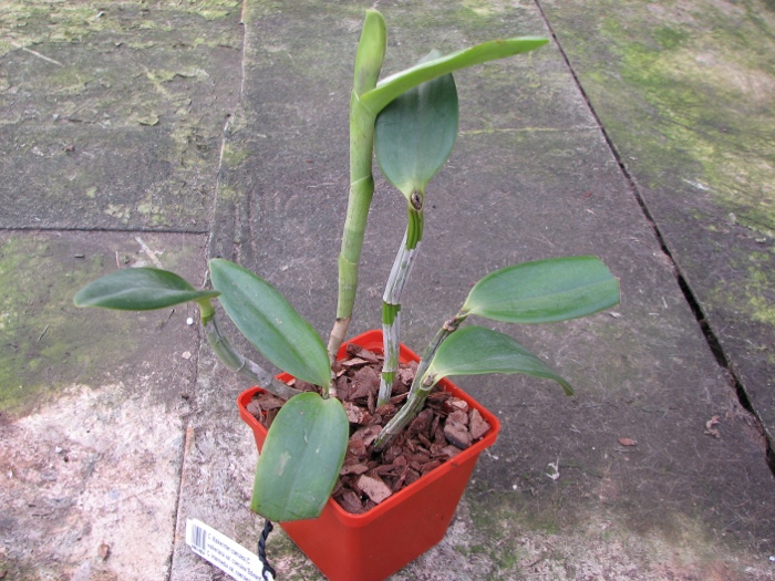 Cattleya Walkerinter coerulea (C. walkeriana var. coerulea 'Edward' x C. intermedia var. coerulea).JPG