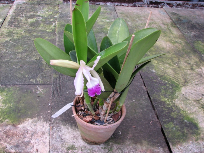 Cattleya Intermedia-gigas.JPG