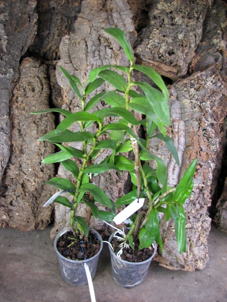 Dendrobium Dawn Marie.JPG