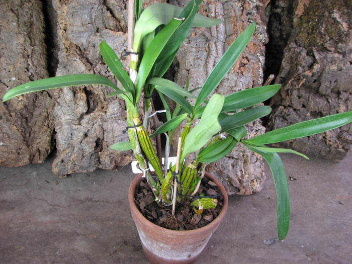 Dendrobium chrysotoxum.JPG