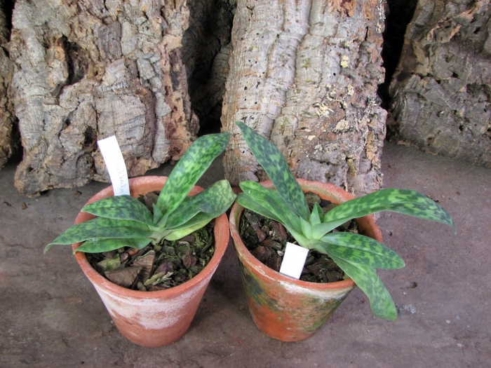 Paphiopedilum sukhakulii.JPG