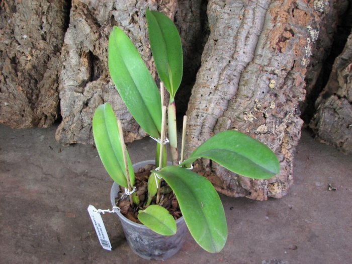 Cattleya trianae tipo 'Binotti' x Cattleya trianae orlata 'Dan'.JPG