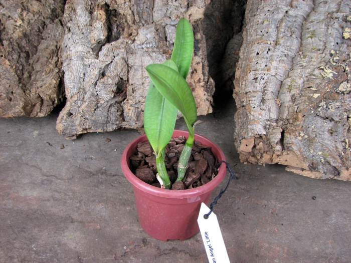 Laeliocattleya Hwa Yuan Angel 'Little Beauty'.JPG