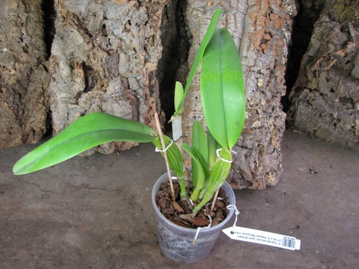 Cattleya trianae escura 'Jean Groben' (11-8) x Cattleya trianae 'Mariposa' (14-8).JPG