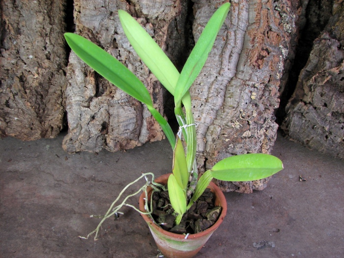 Cattleya trianae 'Fine Variety' (98-8) x Cattleya trianae orlata rosea 'AWZ'.JPG