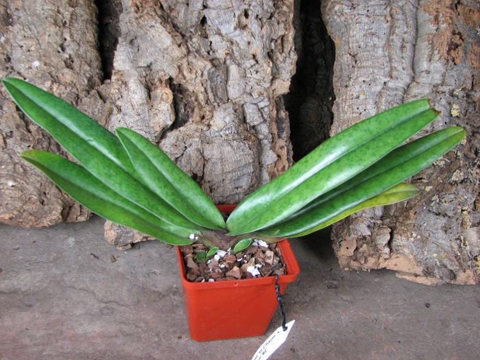 Paphiopedilum Susan Booth 'In-Charm' x Paphiopedilum vietnanmense '#2'.JPG